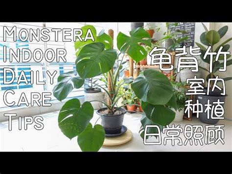 如何蓋房子 monstera 中文